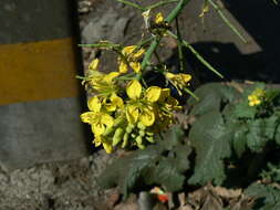 Image of Chinese mustard