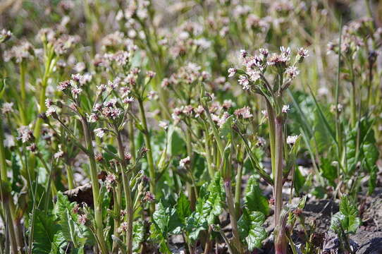 Petasites frigidus var. vitifolius (Greene) D. M. Cherniawsky的圖片