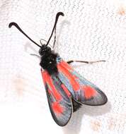 Image of Zygaena punctum Ochsenheimer 1808