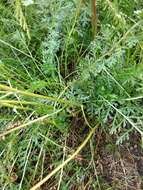 Image of Achillea inundata Kondrat.