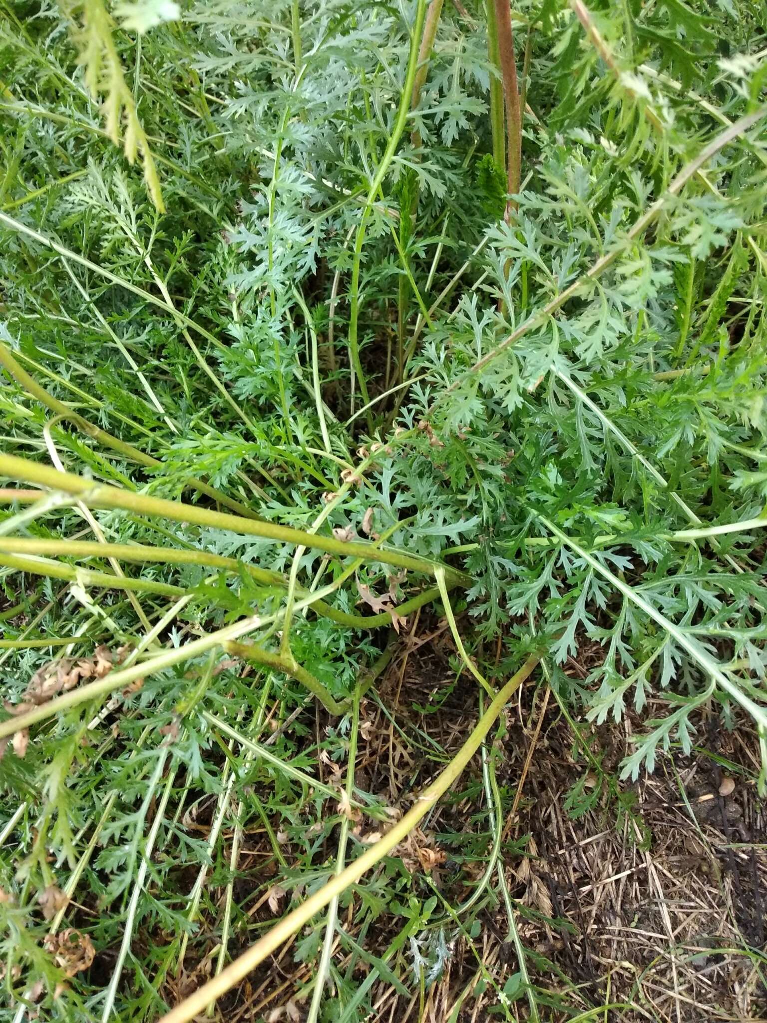 Image of Achillea inundata Kondrat.