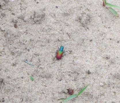 Image of Cicindela (Cicindela) scutellaris scutellaris Say 1823