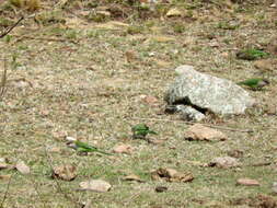 Image of Gray-hooded Parakeet