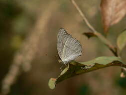 Plancia ëd Junonia atlites Linnaeus 1763