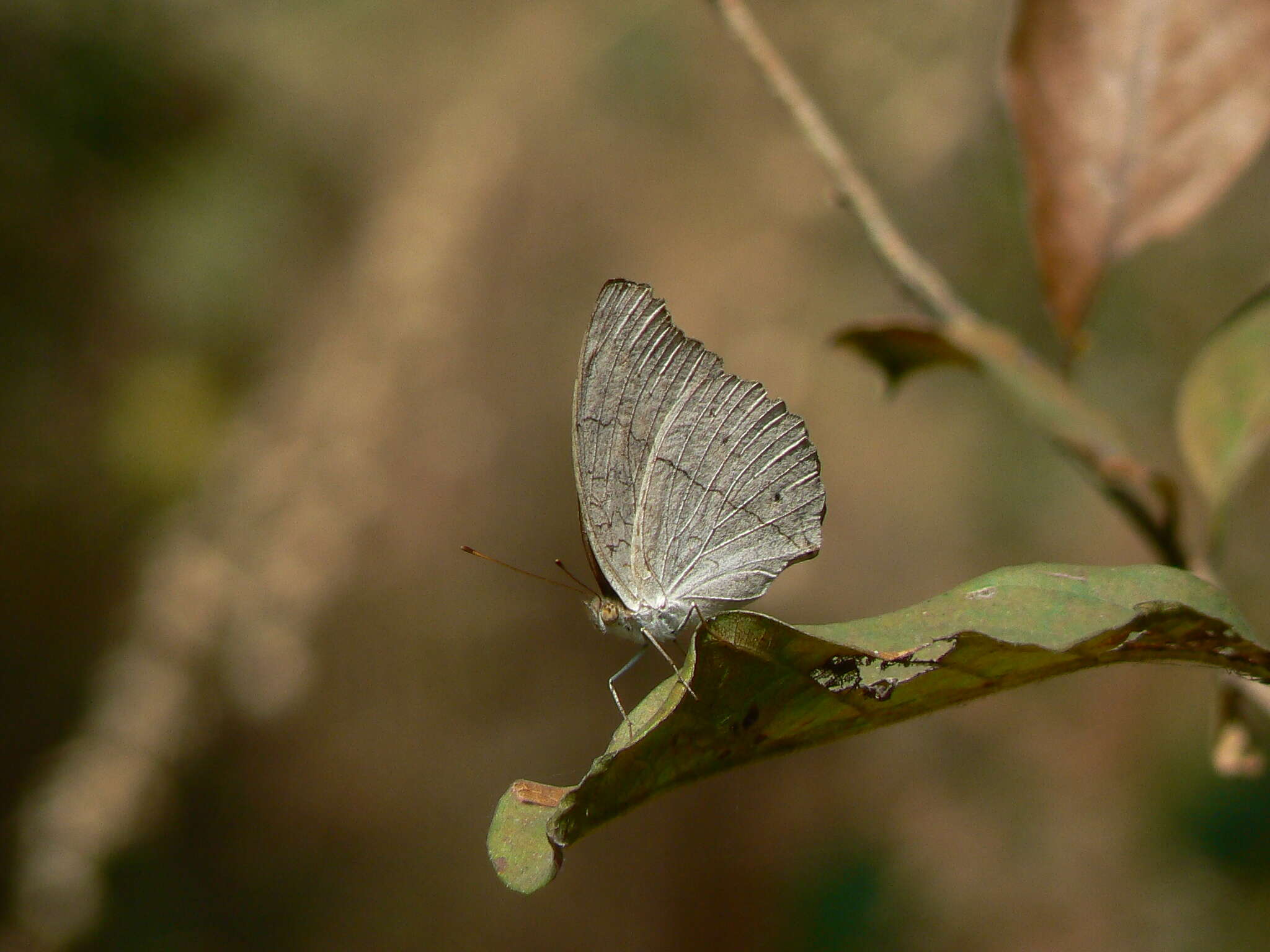 Plancia ëd Junonia atlites Linnaeus 1763