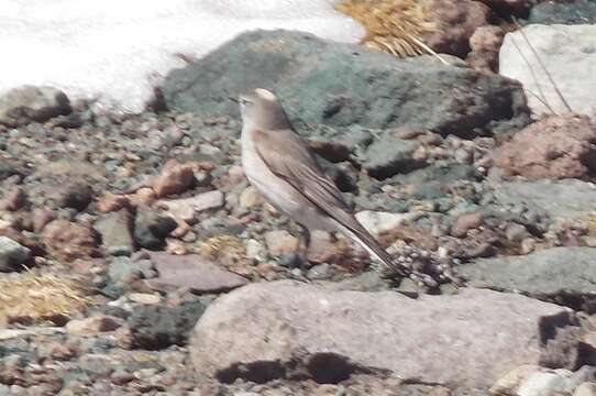 Image of Ochre-naped Ground Tyrant