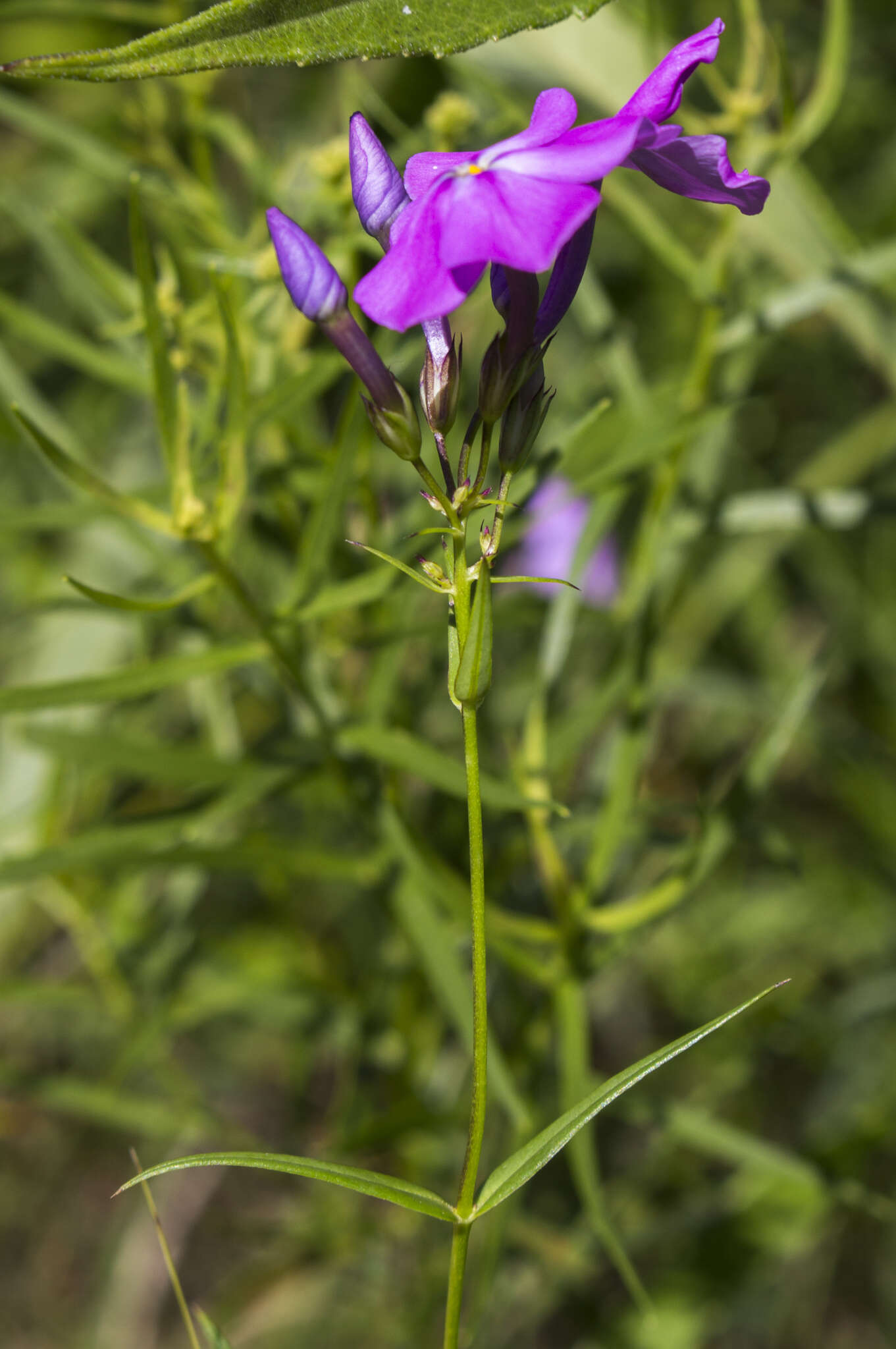 Imagem de Phlox glaberrima subsp. interior (Wherry) Wherry