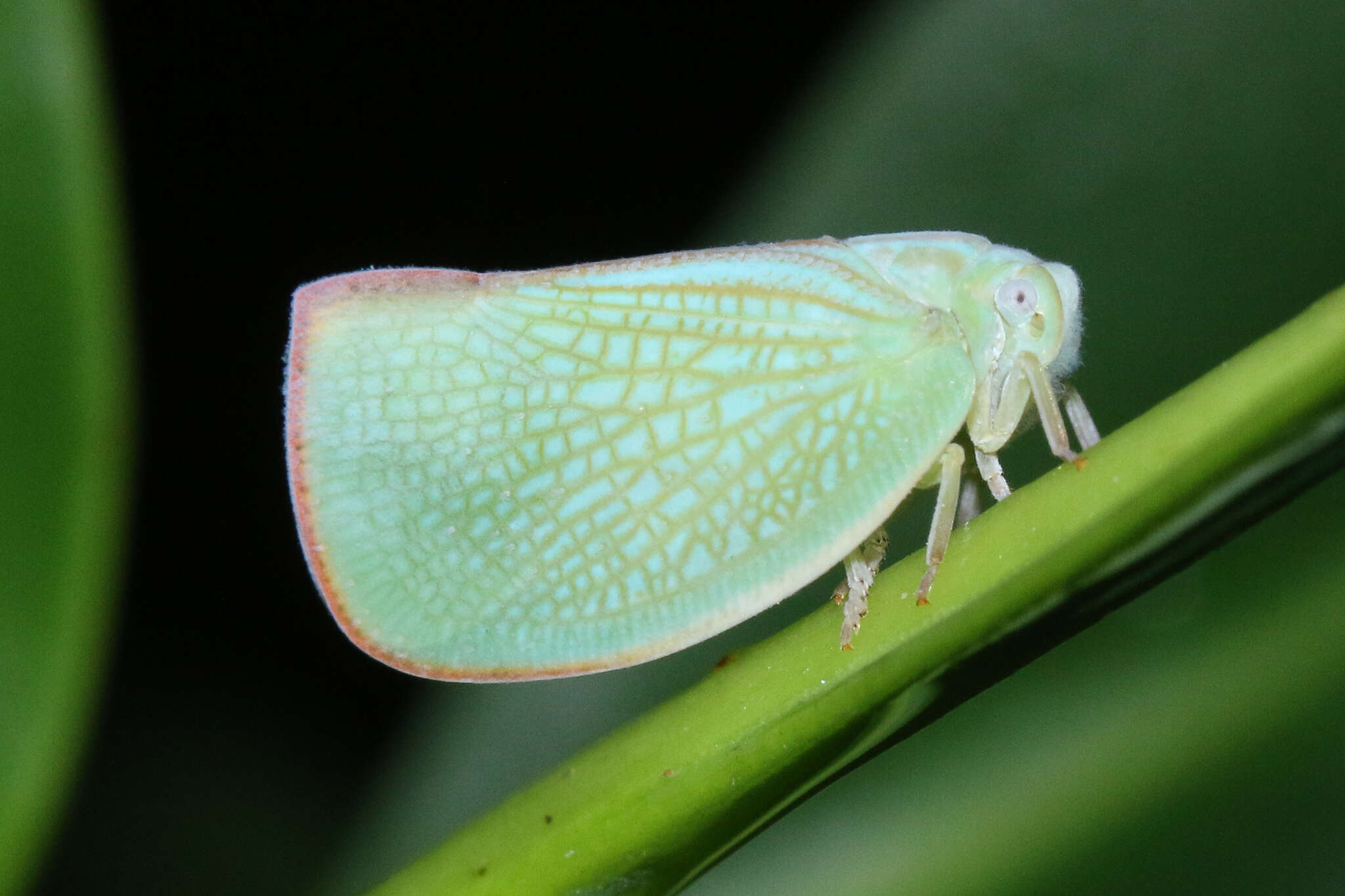 Image of Geisha distinctissima (Walker 1858)