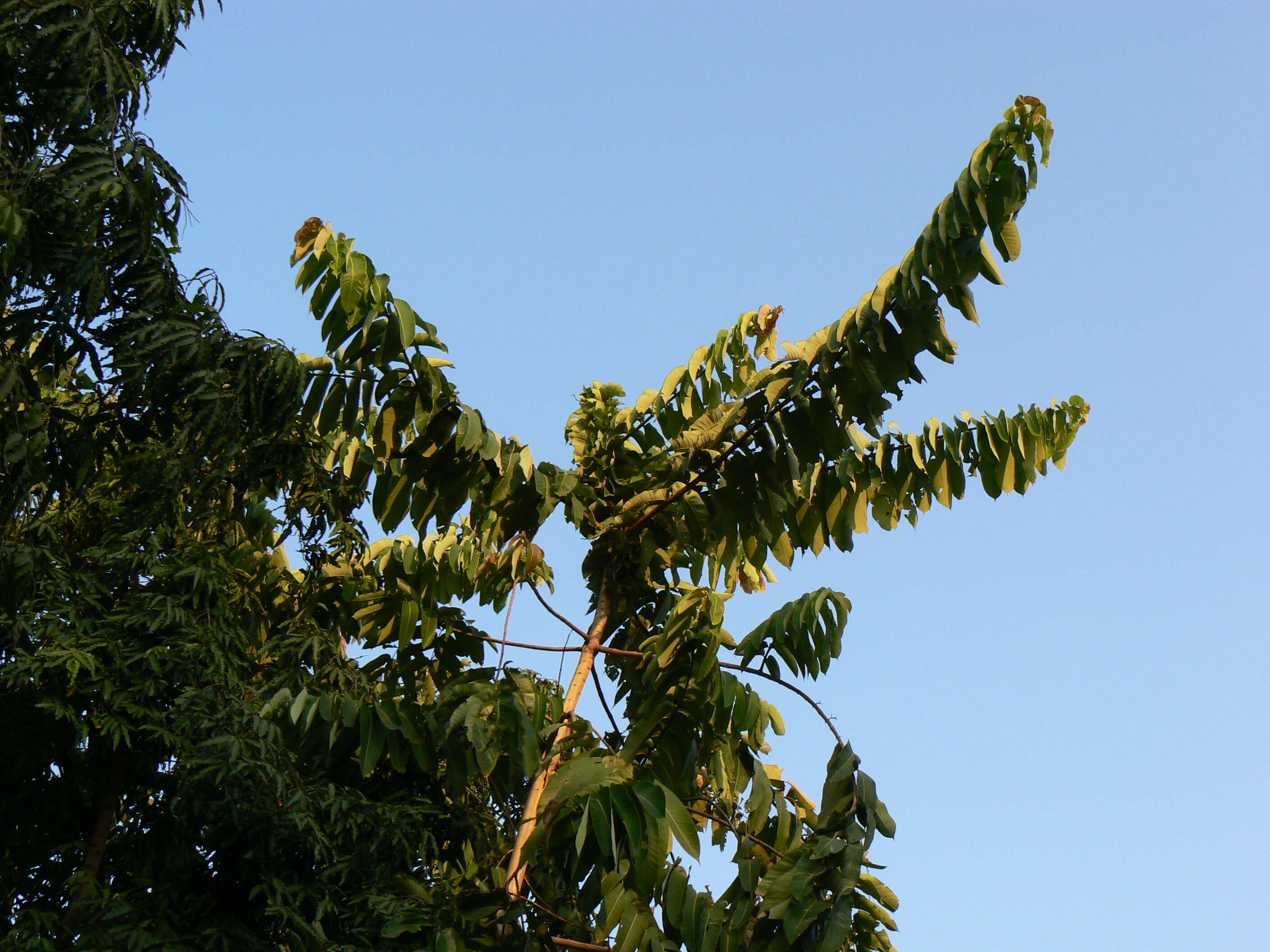 Duabanga grandiflora (Roxb. ex DC.) Walp. resmi