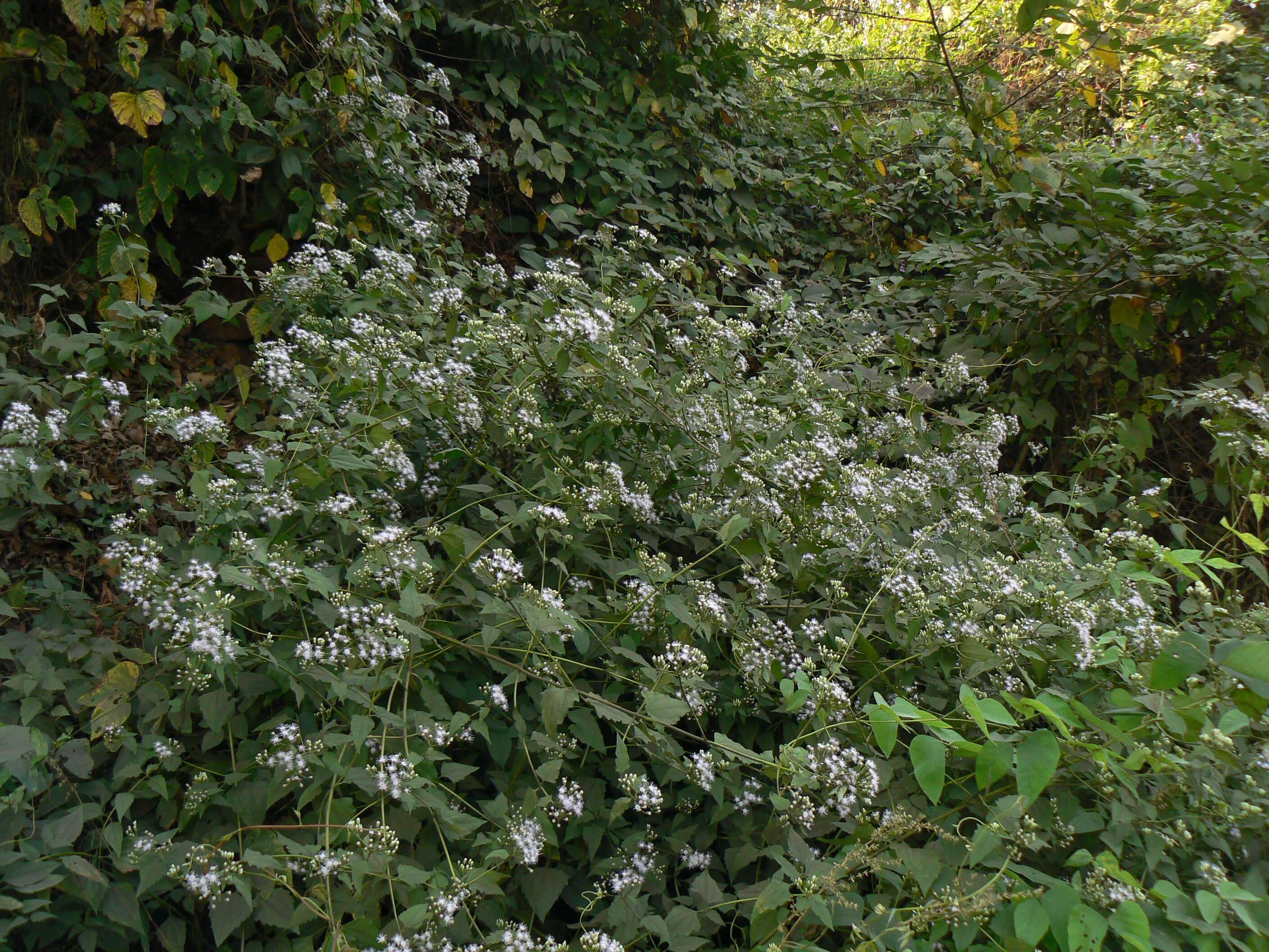 Image of Jack in the bush