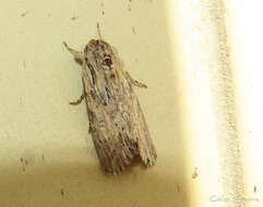 Image of Gray-streaked Armywom Moth