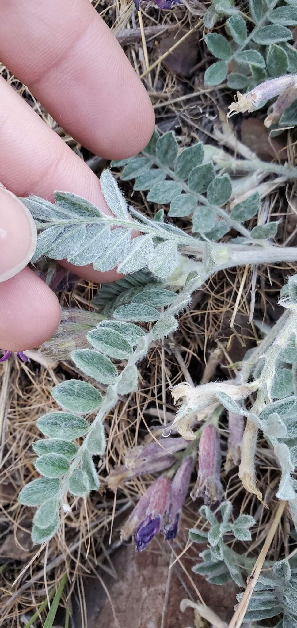 Image of bent milkvetch