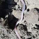 Image of Swynnerton's  Worm Lizard