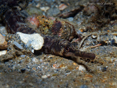 Image of Chain pipefish