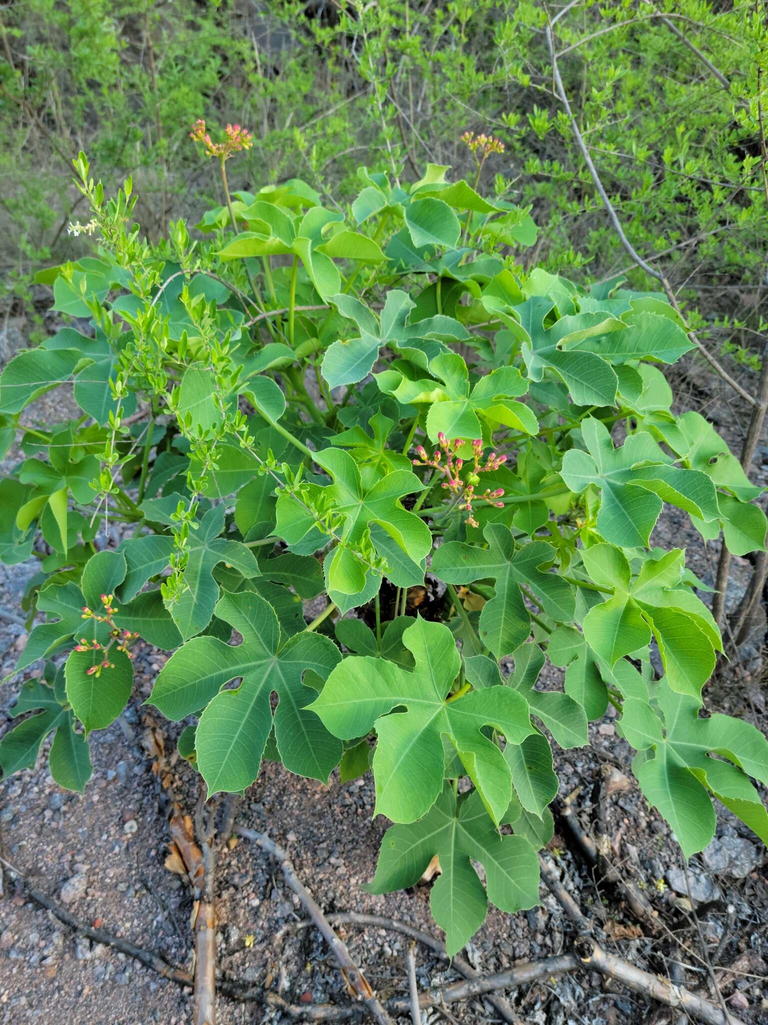 Image of Jatropha hieronymi Kuntze