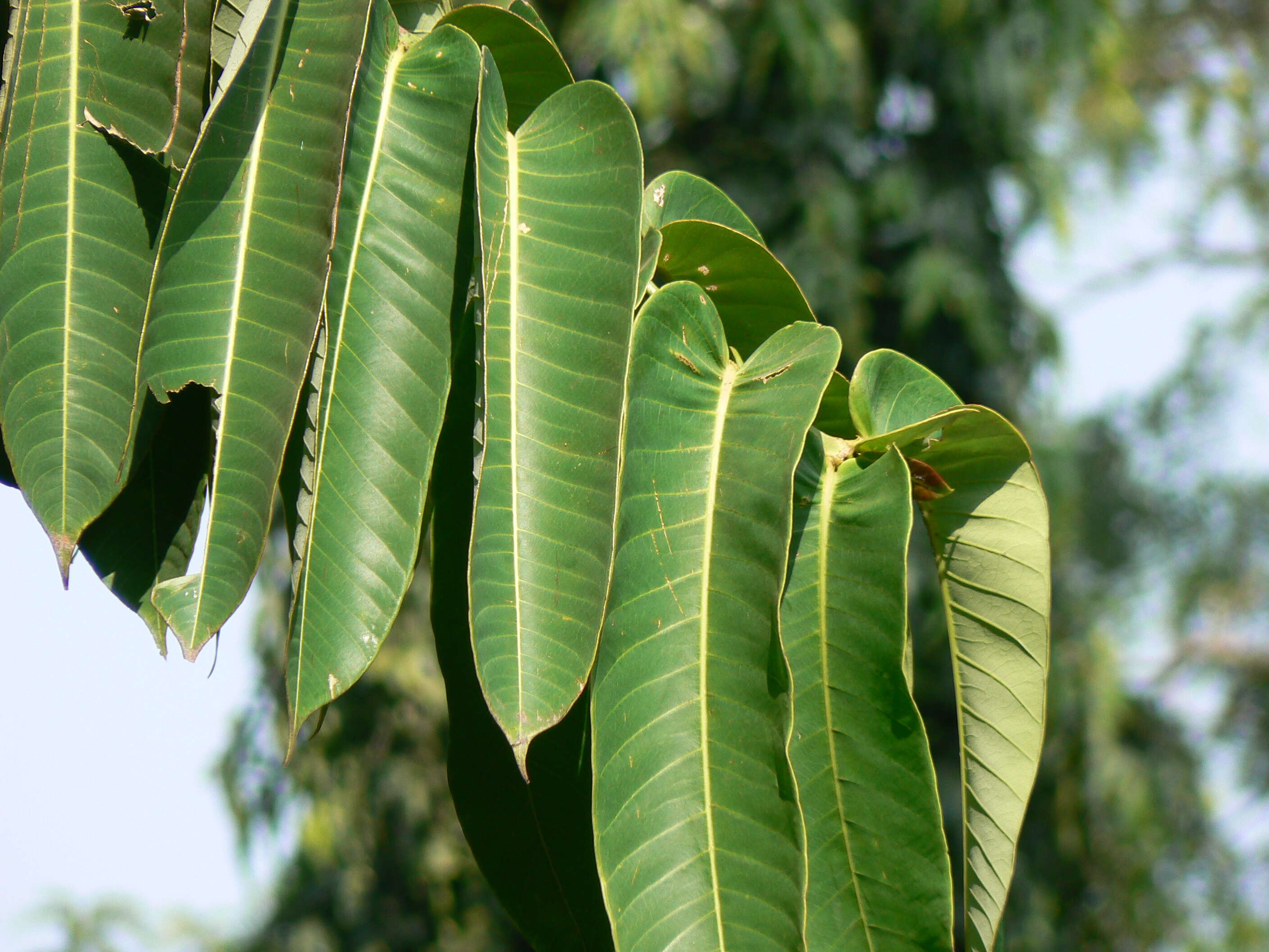 Duabanga grandiflora (Roxb. ex DC.) Walp. resmi