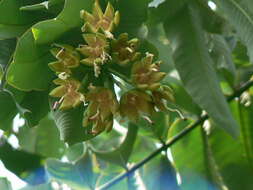 Duabanga grandiflora (Roxb. ex DC.) Walp. resmi