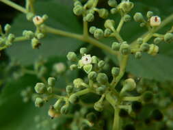 Image de Cissus trifoliata (L.) L.