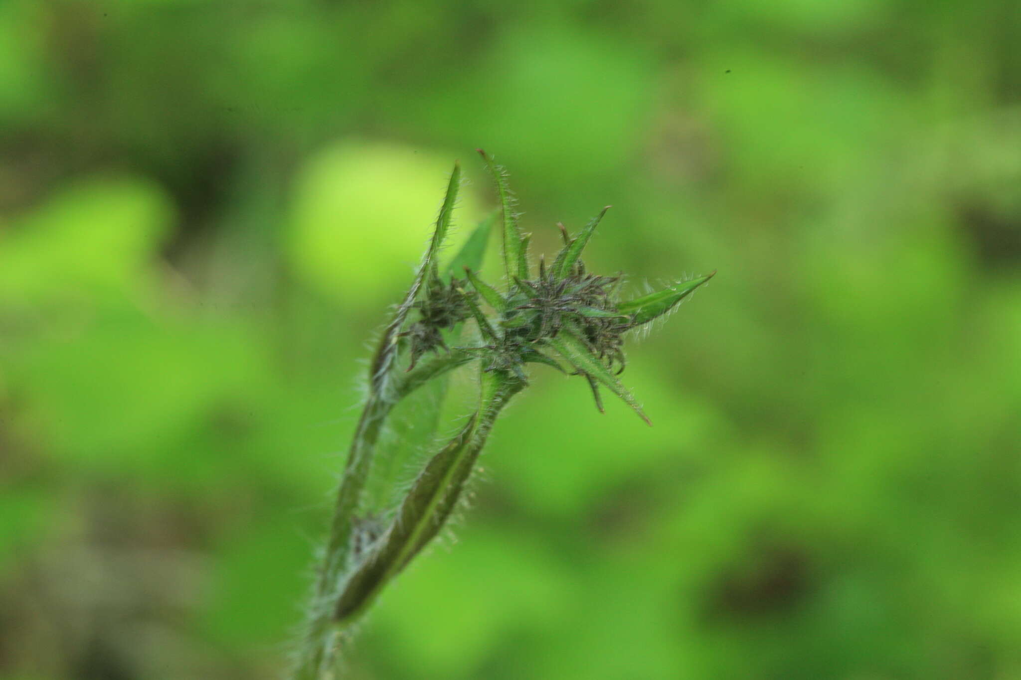 Image of Saussurea umbrosa Kom.