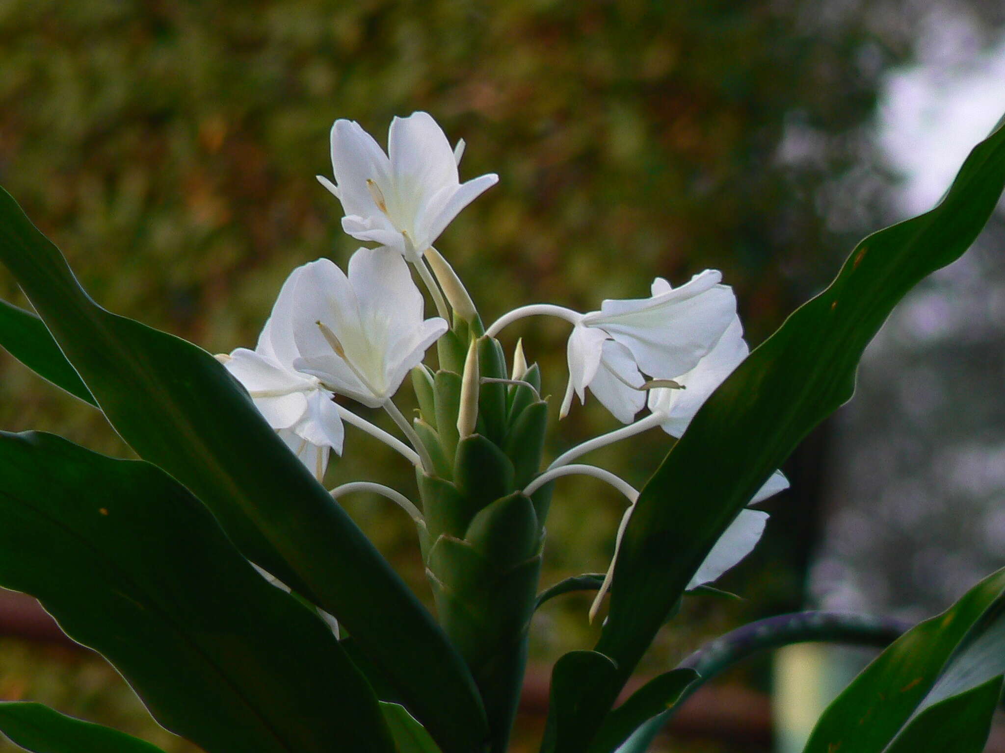 Слика од Hedychium coronarium J. Koenig