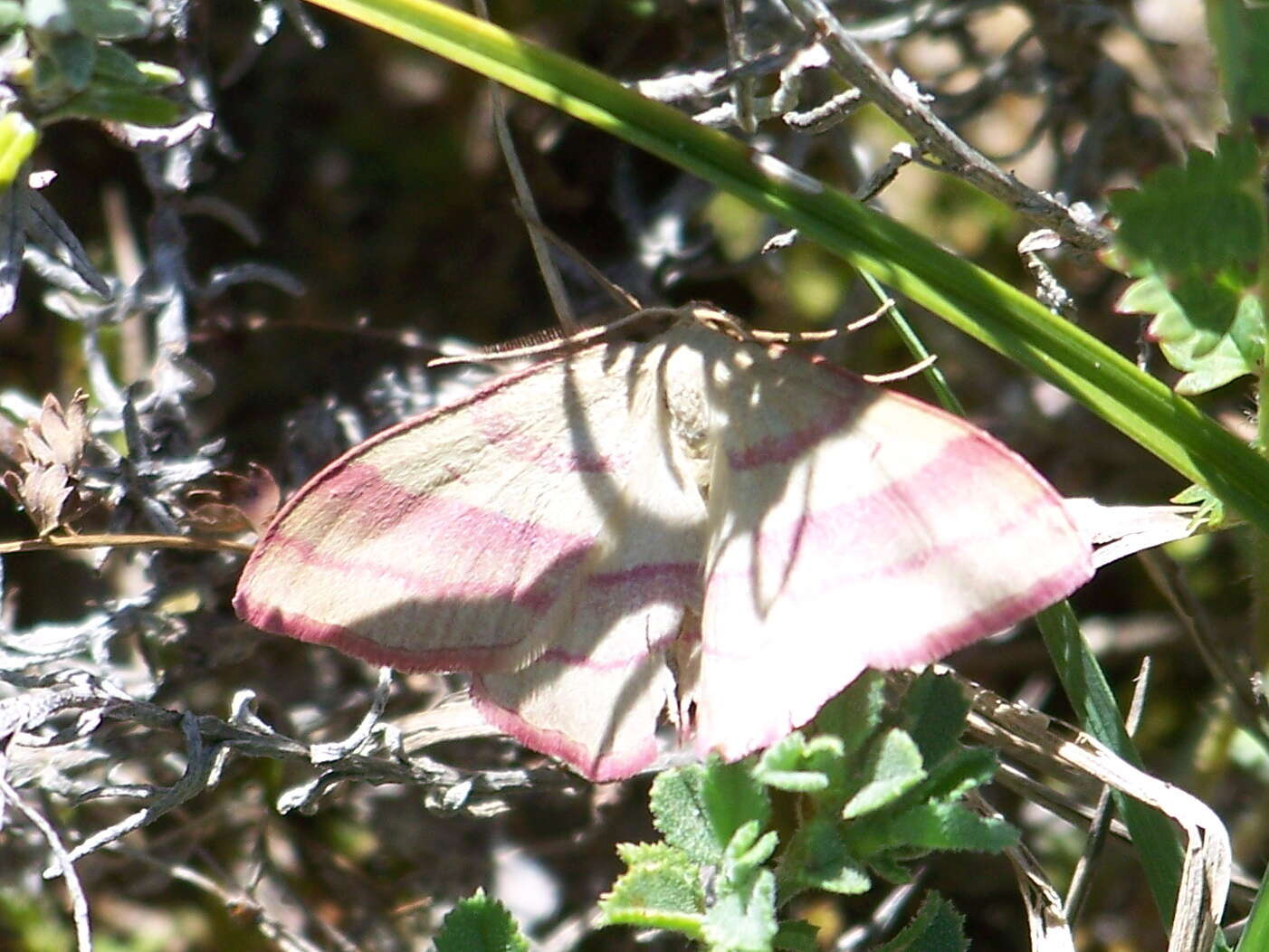 Rhodostrophia vibicaria Clerck 1759的圖片