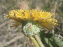 Image of California dandelion