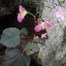 Image of Begonia ovatifolia A. DC.