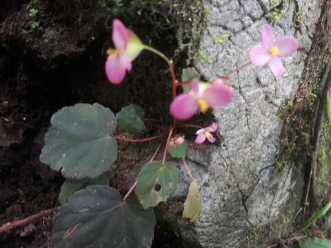 Image of Begonia ovatifolia A. DC.