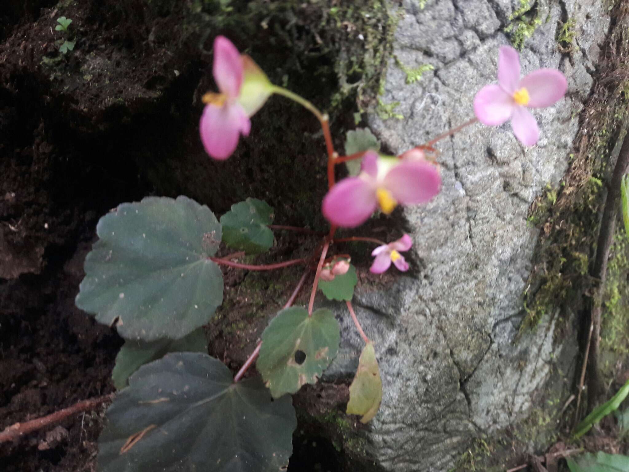 Слика од Begonia ovatifolia A. DC.