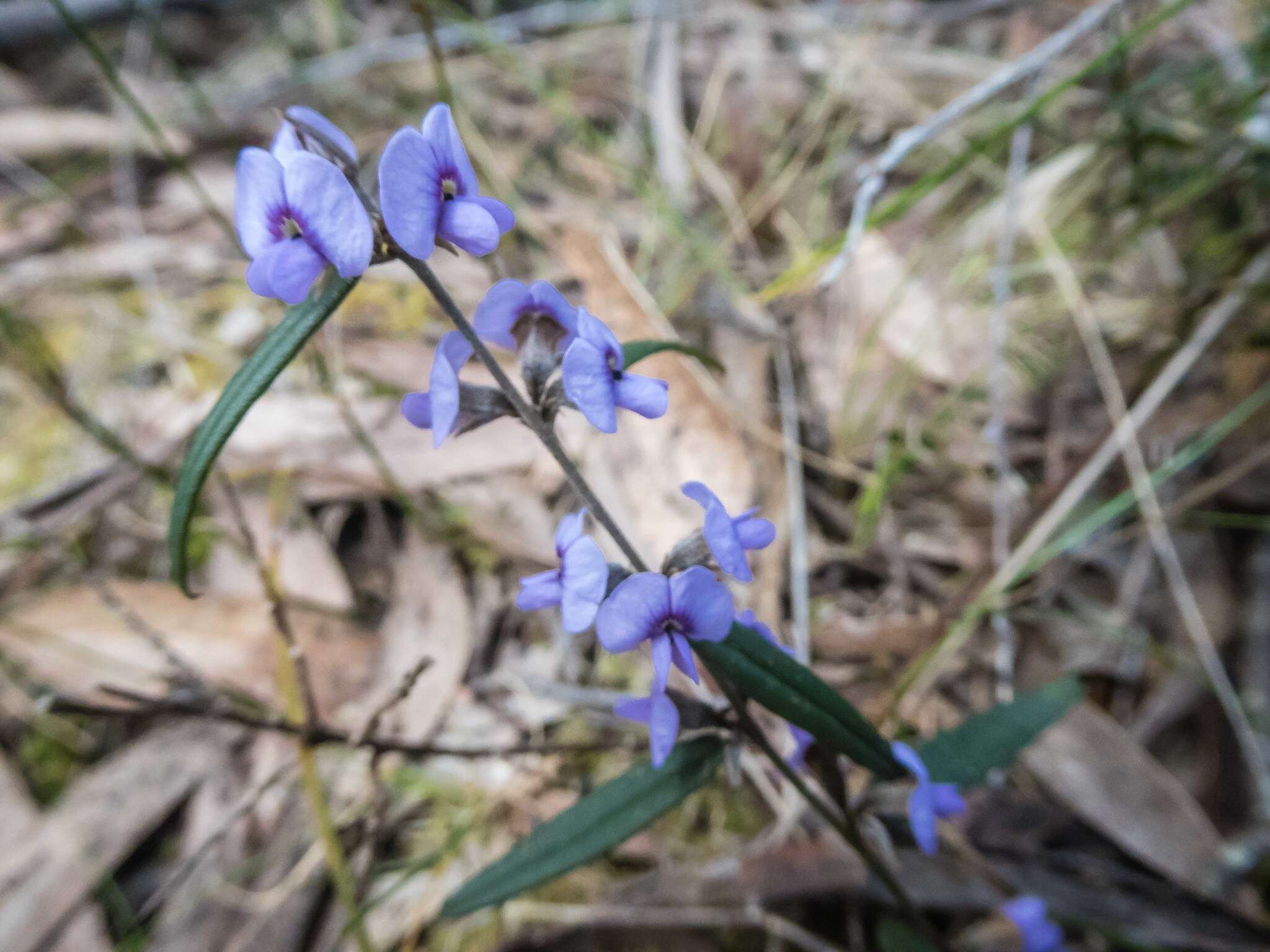 Слика од Hovea heterophylla Hook. fil.