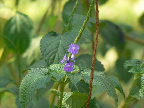 Image of cayenne porterweed