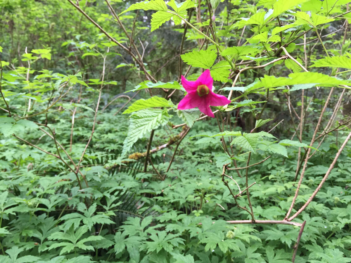 Image of salmonberry