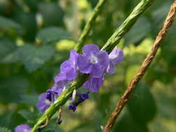 Image of cayenne porterweed