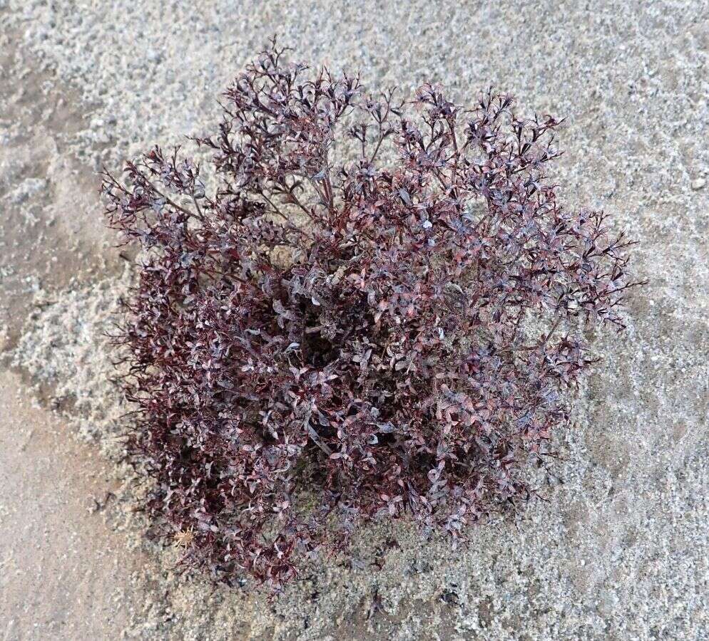 Image of wrinkled spineflower