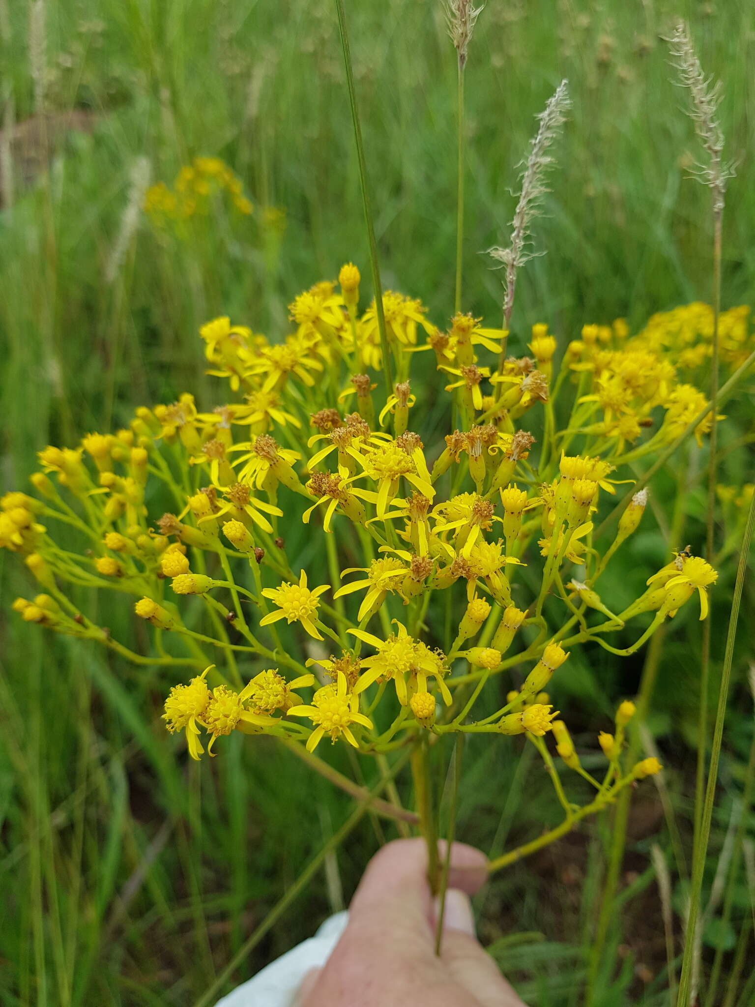 Image of Senecio inornatus DC.