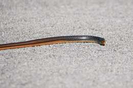 Image of Island Glass Lizard