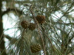 Image of beach sheoak