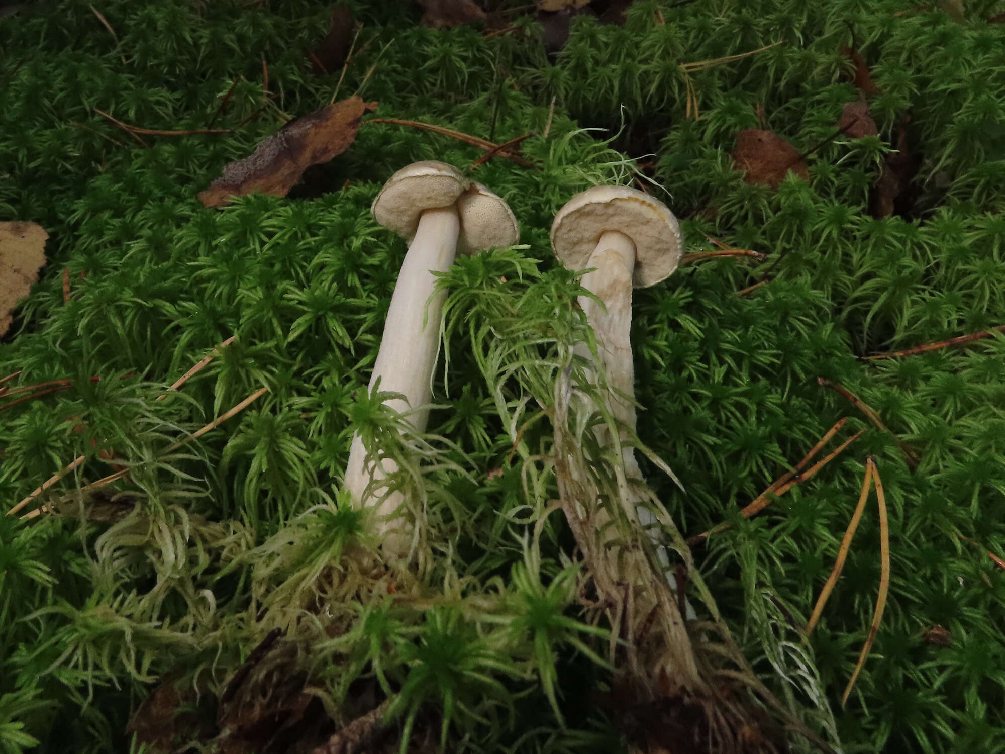 Image of Leccinum holopus (Rostk.) Watling 1960