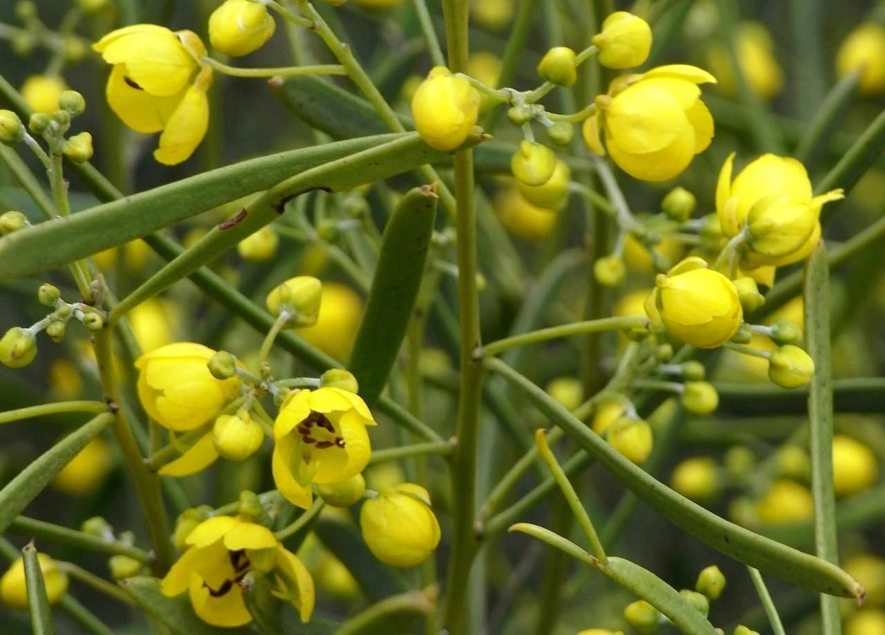 صورة <i>Senna artemisioides</i> subsp. <i>petiolaris</i>