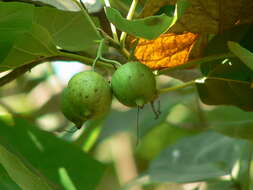 Image of largeleaf geigertree