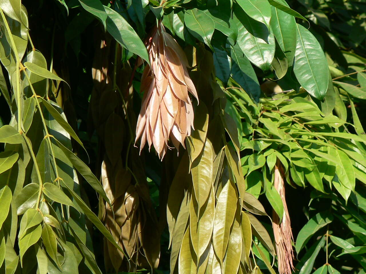 Image of Ashoka tree