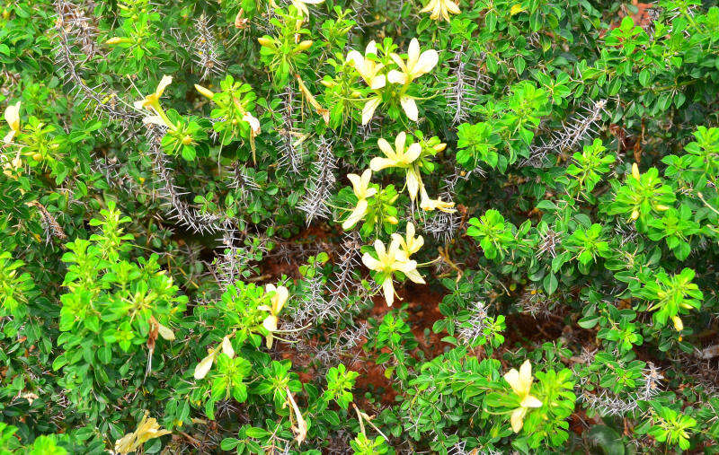 Barleria rotundifolia Oberm.的圖片