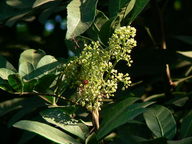 Image of Brazilian Peppertree