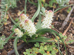 Image of Wurmbea spicata (Burm. fil.) T. Durand & Schinz