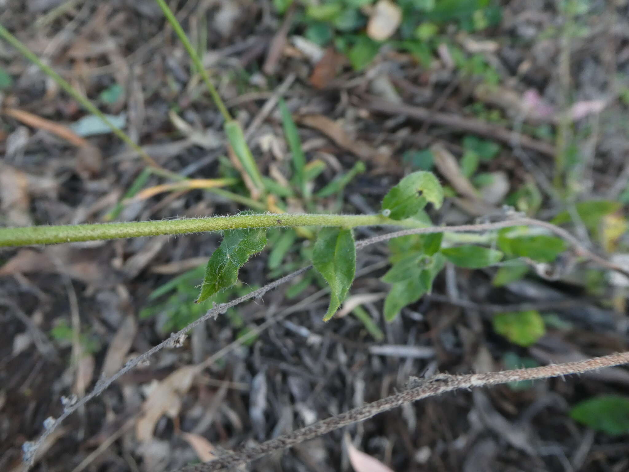 Cynoglossum australe R. Br.的圖片