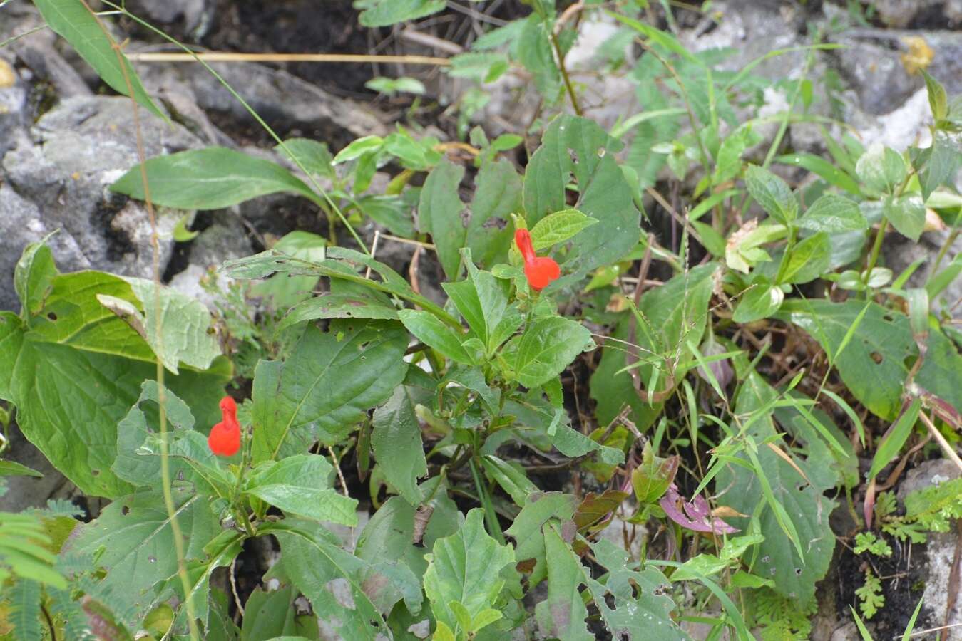 Image of Belize sage