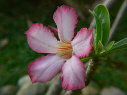 Image of Desert Rose