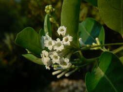 صورة Cestrum diurnum L.