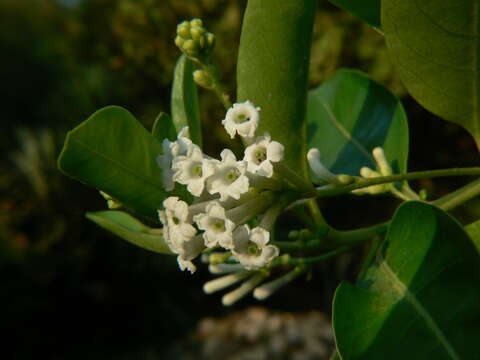 Plancia ëd Cestrum diurnum L.