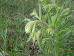 Image of <i>Onosma borysthenica</i>